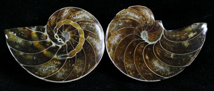 Cut & Polished Nautilus Fossil - #27992